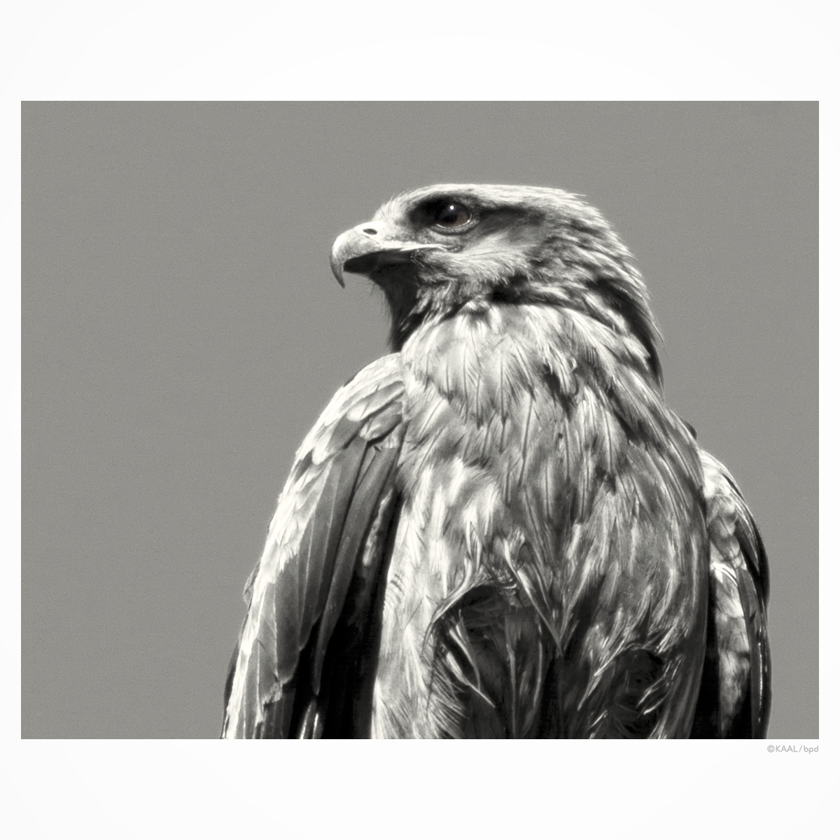 black kite トビ