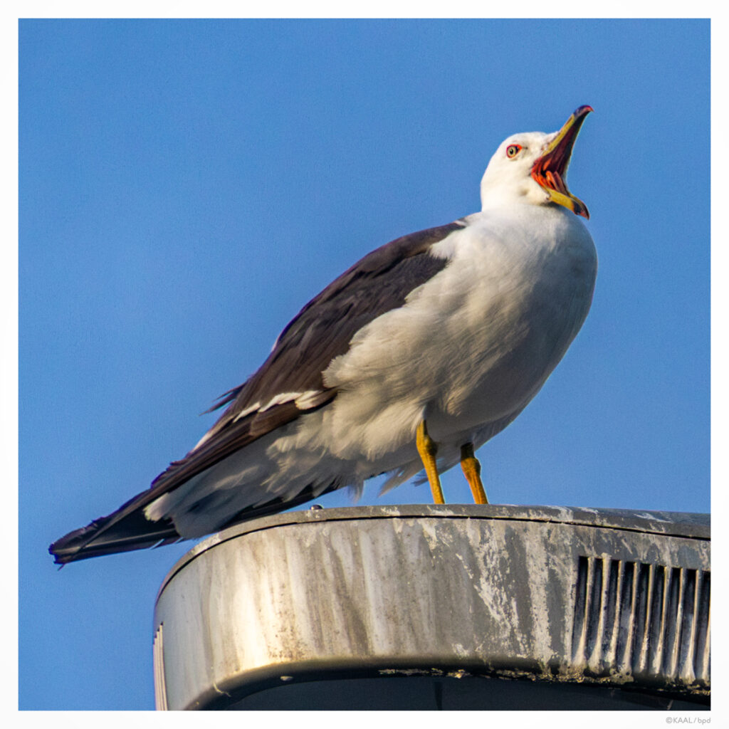 街灯の上のユリカモメ