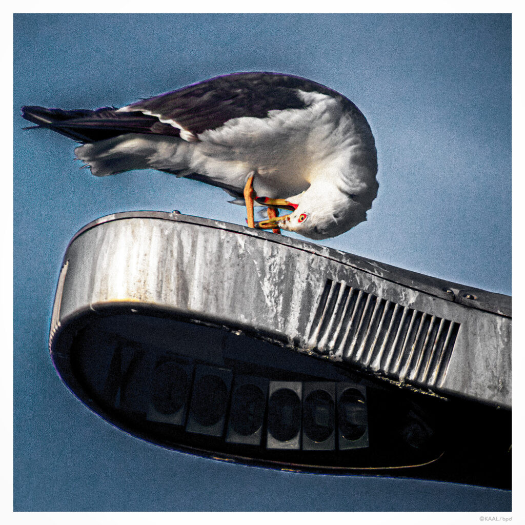 街灯の上のユリカモメ