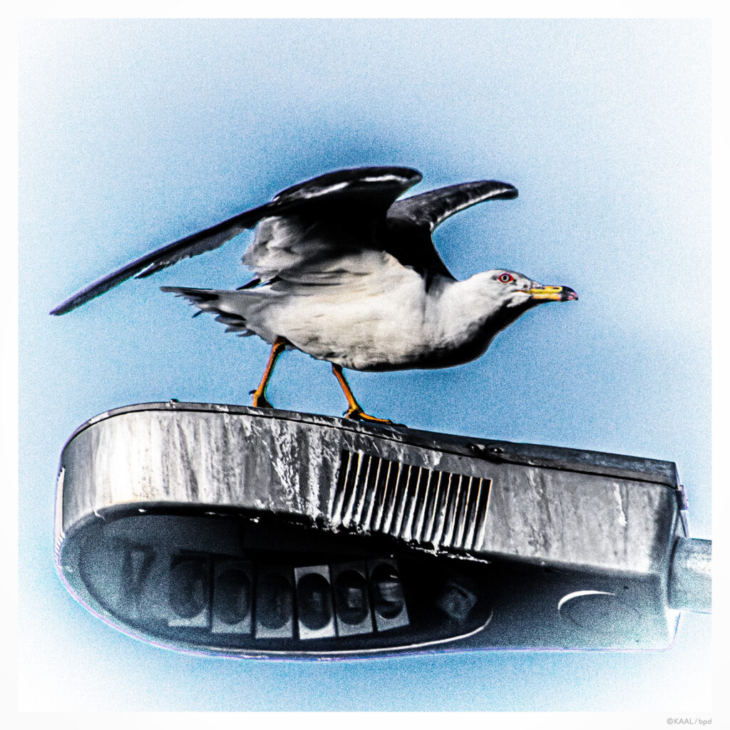 街灯の上のユリカモメ