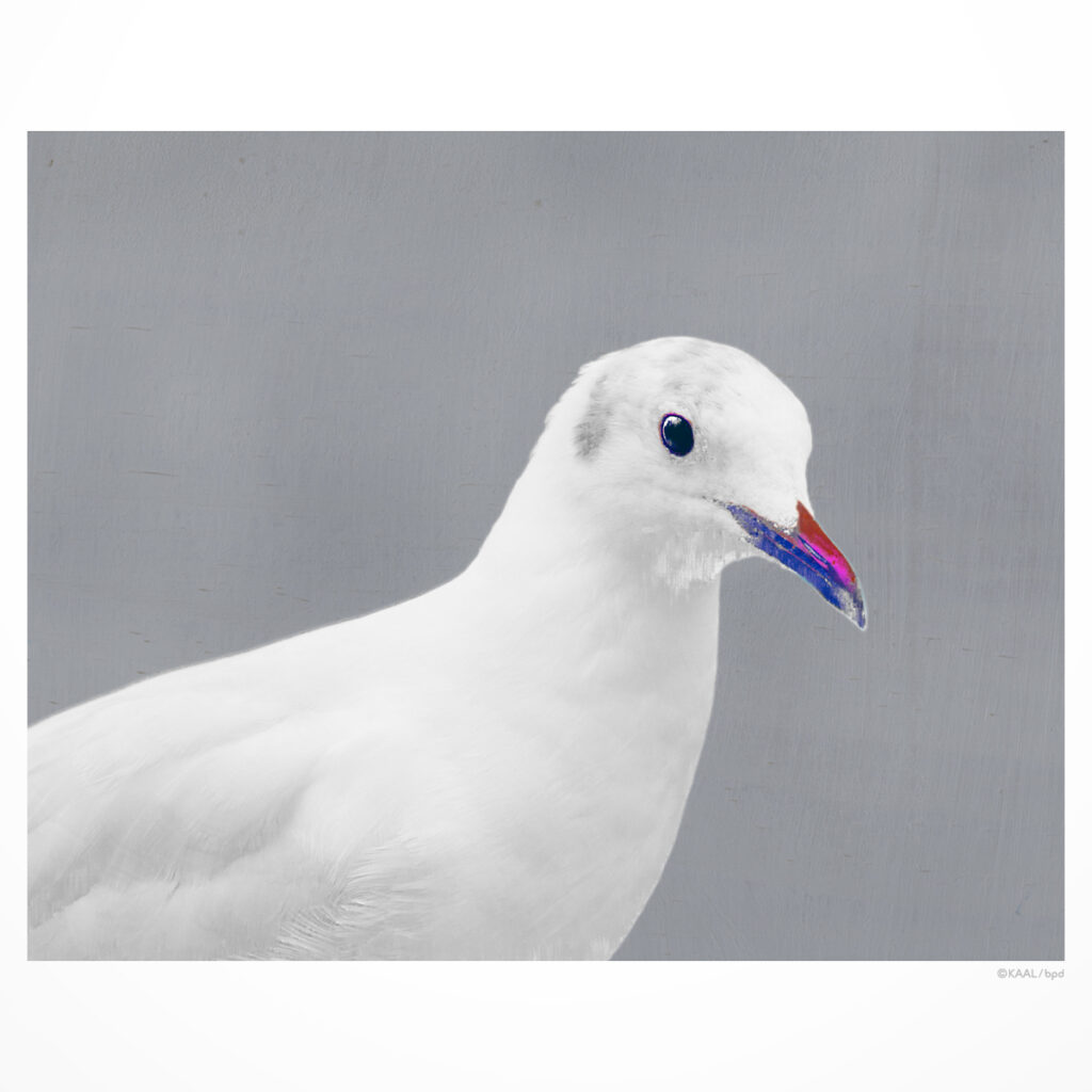 Black-headed Gull