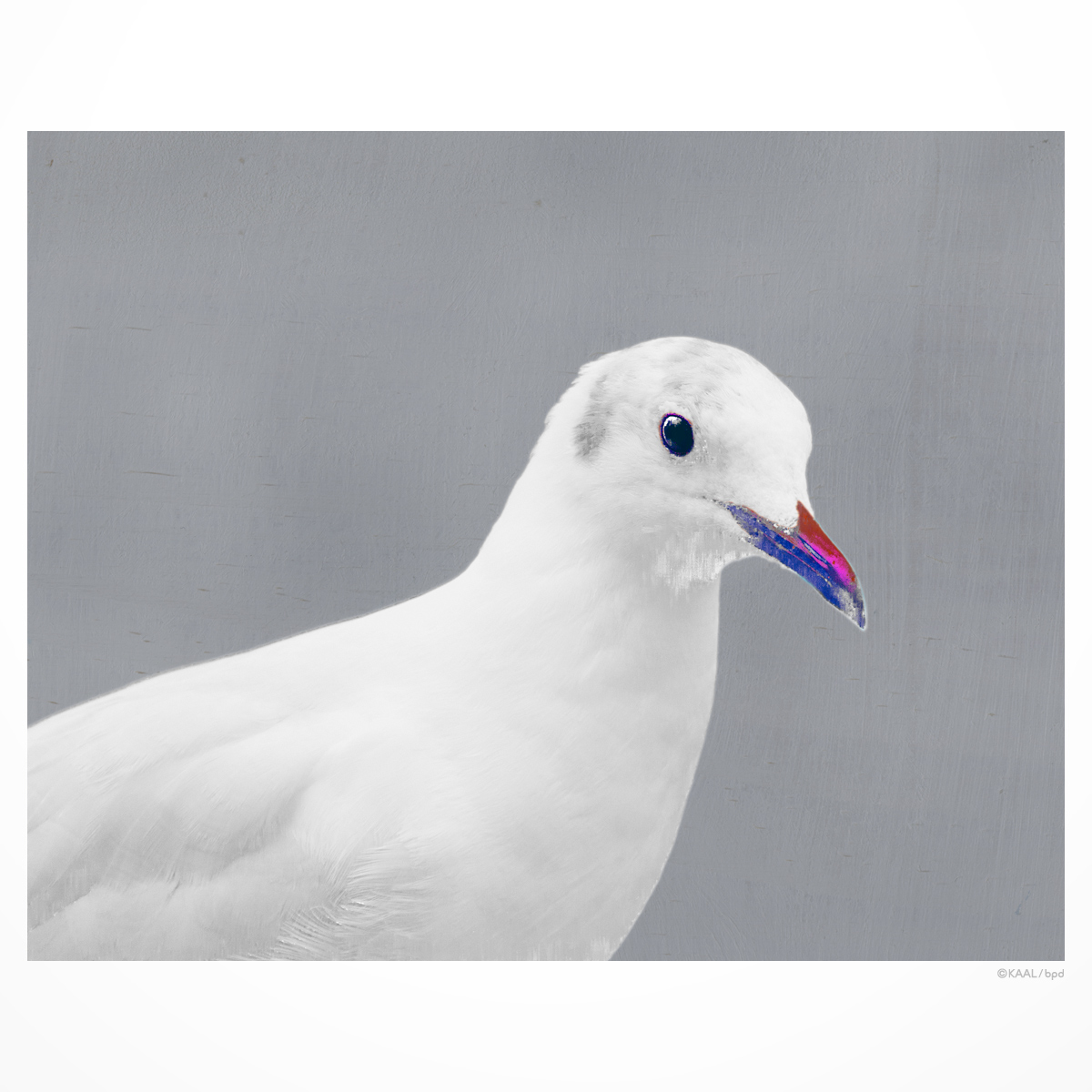 Black-headed Gull
