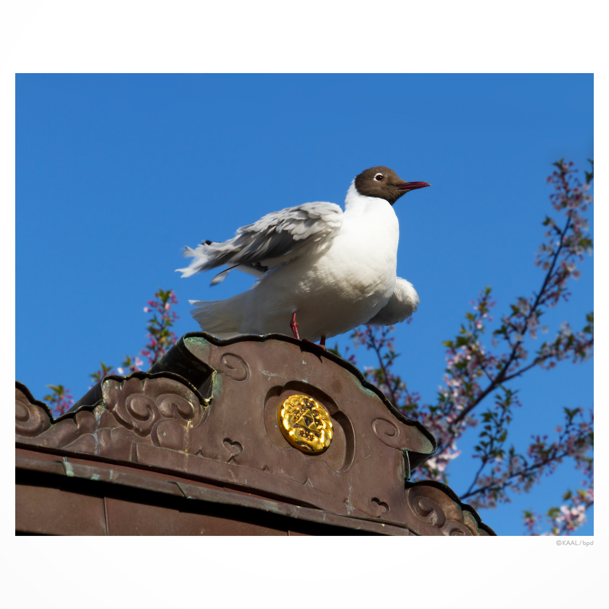 ユリカモメ