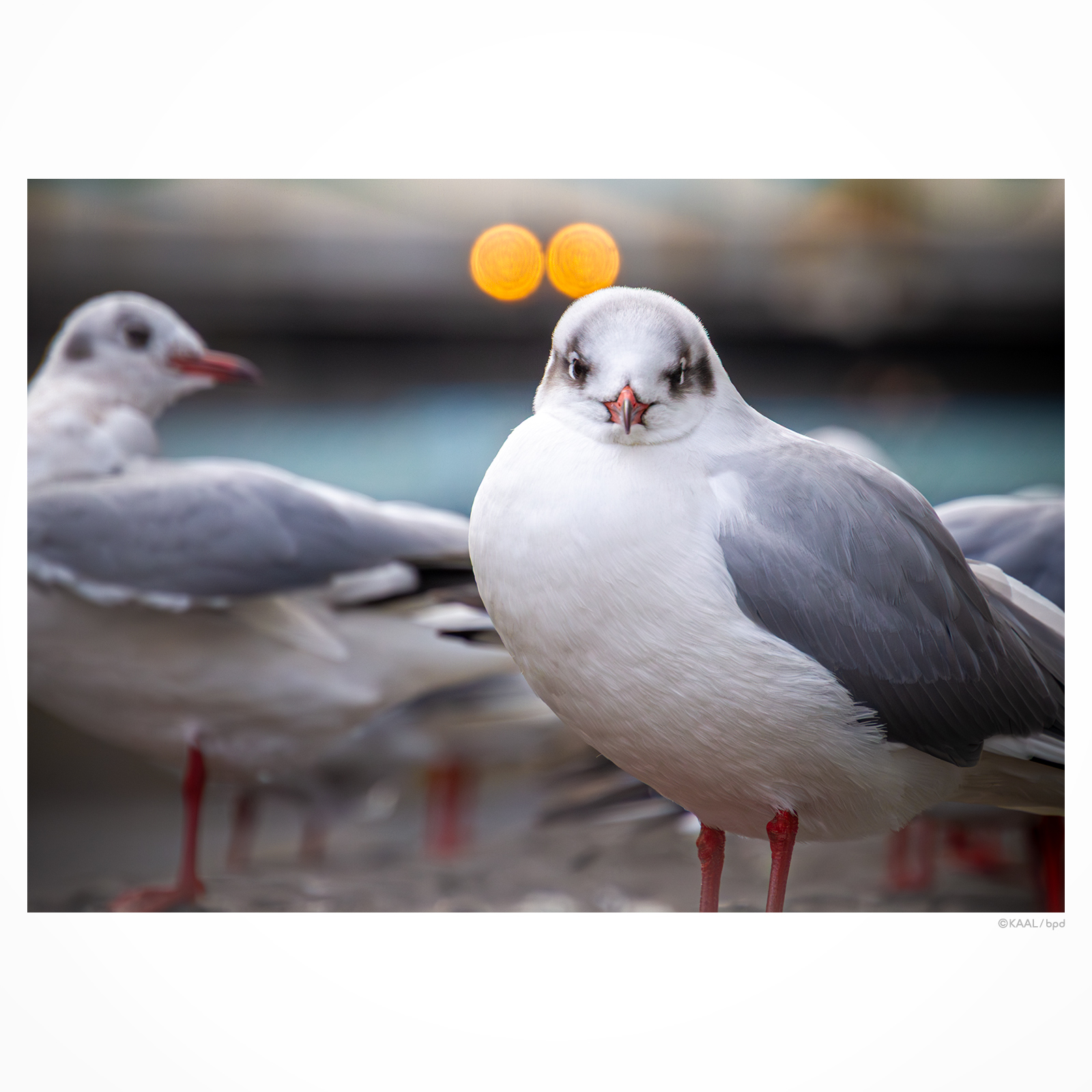 神田川のユリカモメ