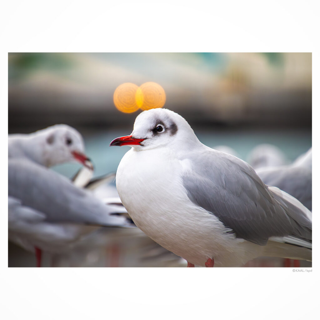 神田川のユリカモメ