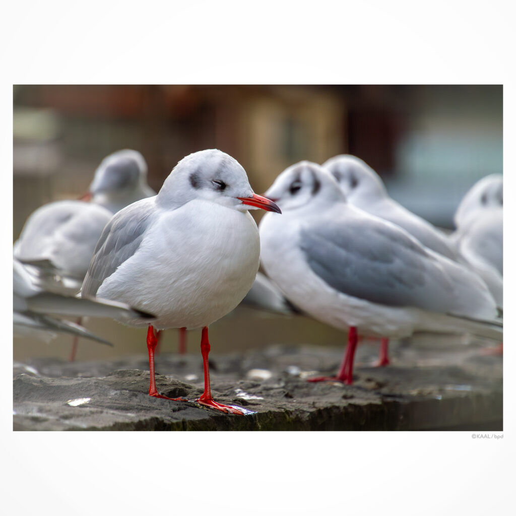 神田川のユリカモメ